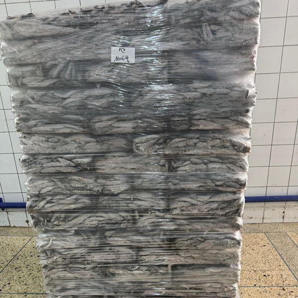 frozen sardine Bait ( animal ) from 모로코 supplied by Africa fishing indystry - 냉동 정어리