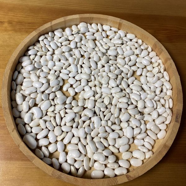 White kidney beans from Poland supplied by Agrolink Sp. z o.o. - Fresh (=Chilled) White Beans