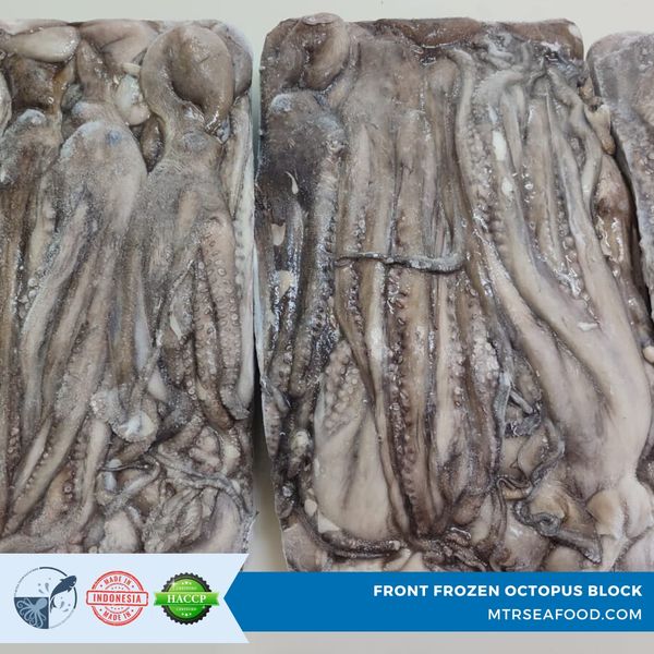 FROZEN OCTOPUS BQF from 인도네시아 supplied by PT Mitra Timur Rayatama - BQF(=블록 급속 냉동) 냉동 문어