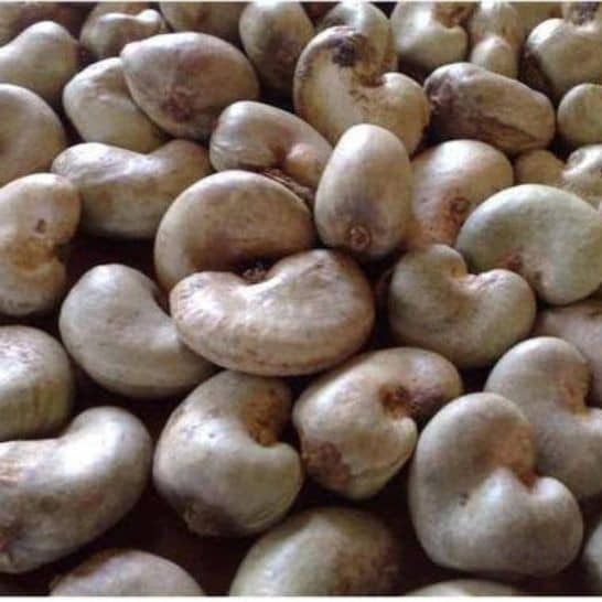 Cashew from Ghana supplied by Sommalife - Raw Cashew Nut