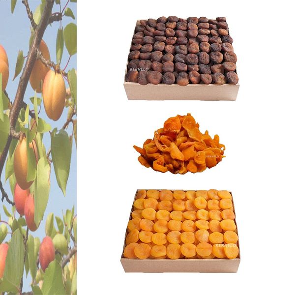Dried Apricot from 튀르키예 supplied by Nutskala - Size: 5 kg 말린 살구
