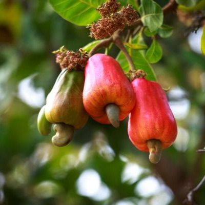 Raw Cashew Nut from Ivory Coast supplied by RYA Business corporation - Shelled (=Kernel) Cashew Nut Kernel