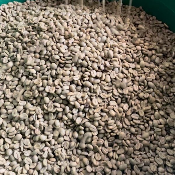 Green Coffee Bean - Arabica coffee from Colombia supplied by Natural Elite Connections S.A.S - Castillo (=Colombia) Raw Common Coffee Bean
