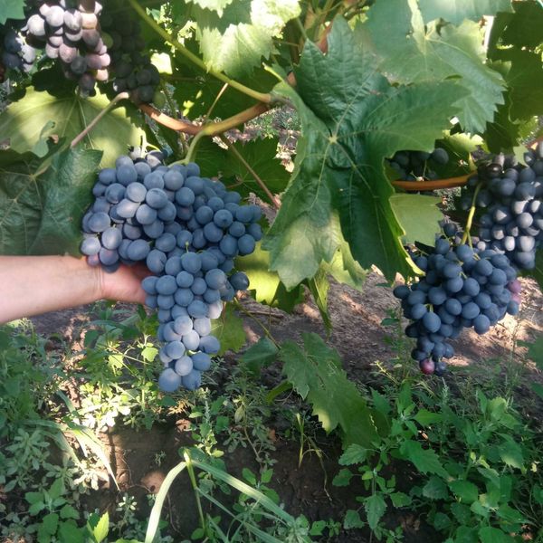 Fresh Grape Moldova from 몰도바 supplied by MIdon Grup SRL - 16mm+ 신선 포도