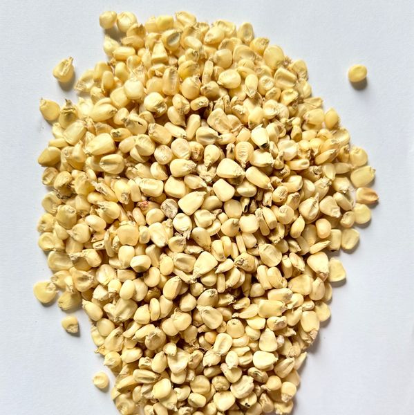 WHITE MAIZE (CORN) from Tanzania supplied by GL VENTURE LIMITED - Whole Maize (Corn) Seed