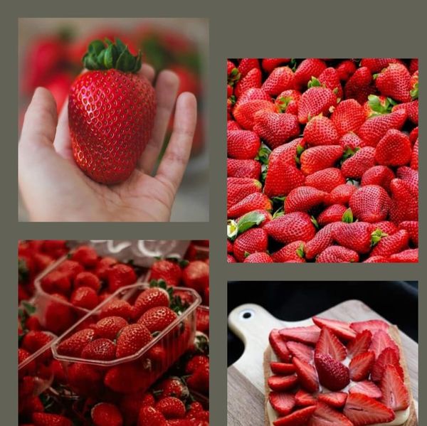 Fresh Strawberries from Egypt supplied by Lieferanto for Trading and Import&Export - Frozen - IQF (=Individual Quick Freezing) Fresh Strawberry