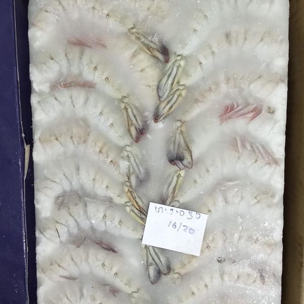 FROZEN RAW BLACK TIGER HLSO 16/20 from 인도 supplied by NATIONAL COOPERATIVE EXPORTS - 타이거 새우 냉동 새우