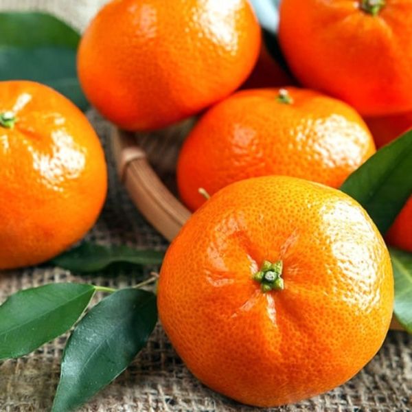 Citrus from 남아프리카공화국 supplied by Rainbow Export - 10kg 상자 신선 만다린