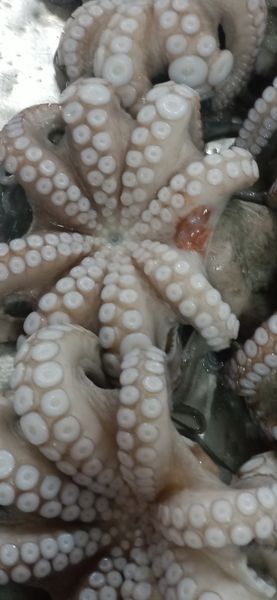 Octopus Vulgaris from Mauritania supplied by Fish Box Sarl - T7 (0.5-0.8 kg) Frozen Octopus