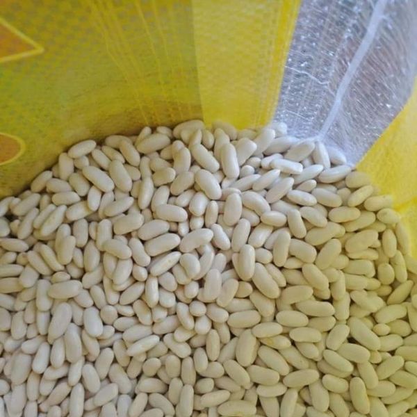 White Beans from 이집트 supplied by herbslands - Dried (=Dehydrated) 흰콩