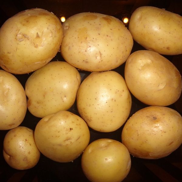 Potatoes from 파키스탄 supplied by Mateela Kino Factory (Regd) - 노지 신선 일반 감자