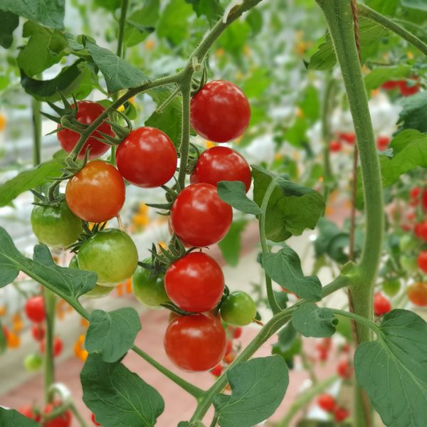 Tomato from Morocco supplied by Uniharvest - Tomato Salad Fresh Tomato