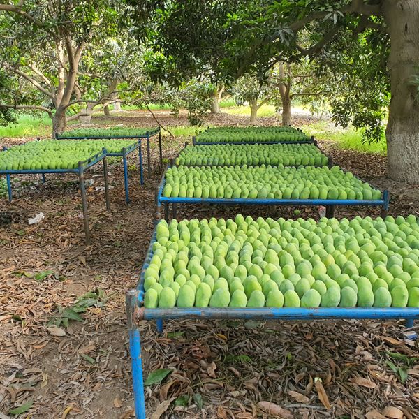 Mango from Pakistan supplied by SS AGRI FOODS - Half Ripe (=Semi Ripe) Fresh Mango