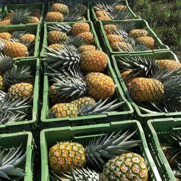Pineapple from Kenya supplied by Kodra-Export - MD2 Extra Sweet Fresh Pineapple