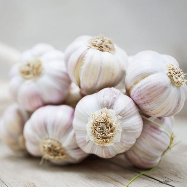 Egyptian garlic from Egypt supplied by SCHOMT trade - Fresh Garlic