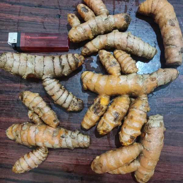 Fresh Tumeric from 인도네시아 supplied by PT. Central Kencana Trindo - High Quality 혼합 향신료 상품