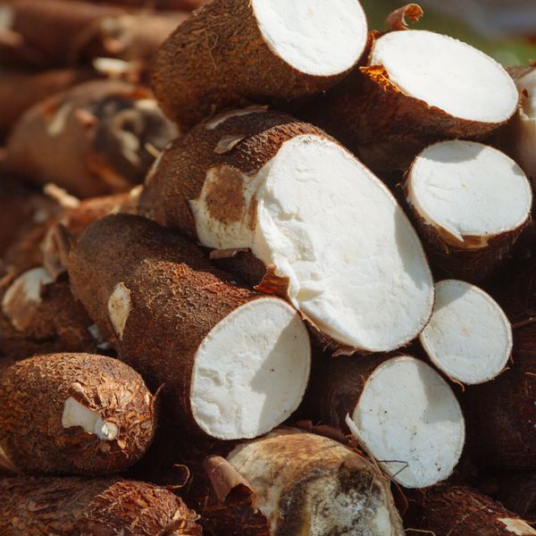 Cassava Root from 베네수엘라 supplied by sumanco - Manteiga 카사바
