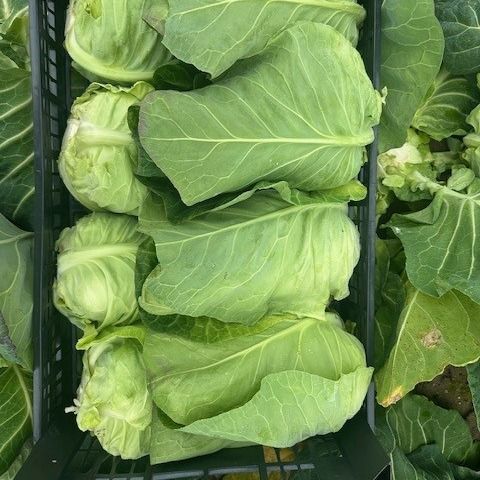 Pointed Cabbage from Portugal supplied by Hortícolas Casal d'Avó, Lda. - Open Field Fresh Cabbage