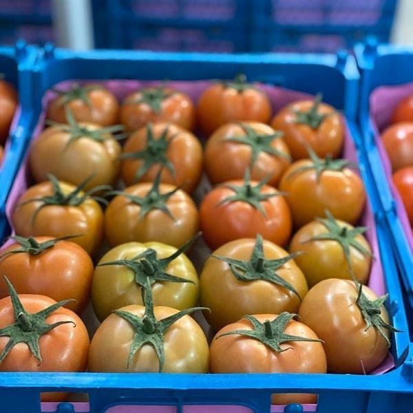 Fresh Tomatoes from 이집트 supplied by Cix For Export - Cherry Tomato - Chika 신선 토마토