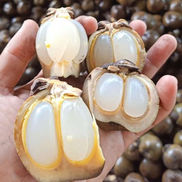 Kaong - Kolang Kaling - Palm Fruits - Cooked and Peeled from 인도네시아 supplied by WOOWORKS - Raw 카옹