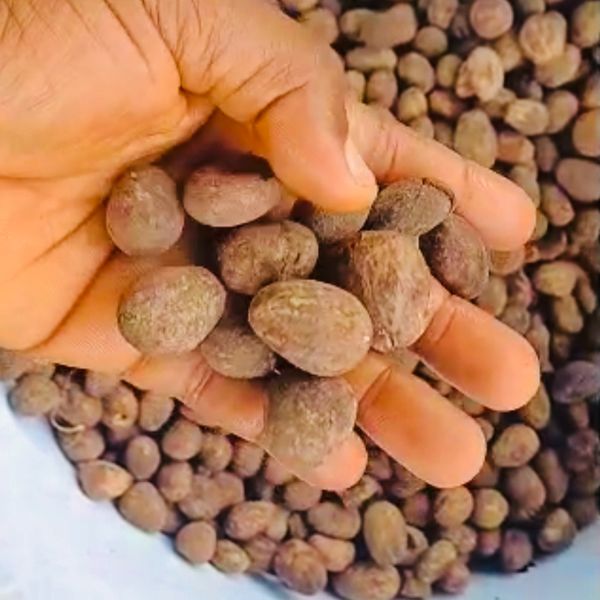 Shea Nuts from Nigeria supplied by Serenity Trading Company Ltd - Grade A Shea Nut