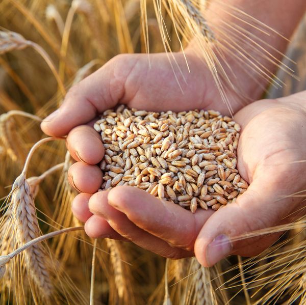 Wheat from 카자흐스탄 supplied by LLC "YUGRANEFTEPRODUKT" - Protein: 12.4% 소맥
