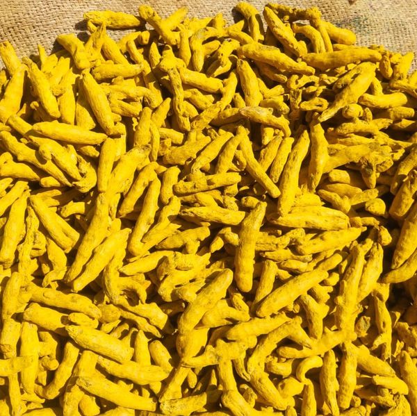 Turmeric Finger from 인도 supplied by ADARSH ENTERPRISES - Yellow 튜메릭