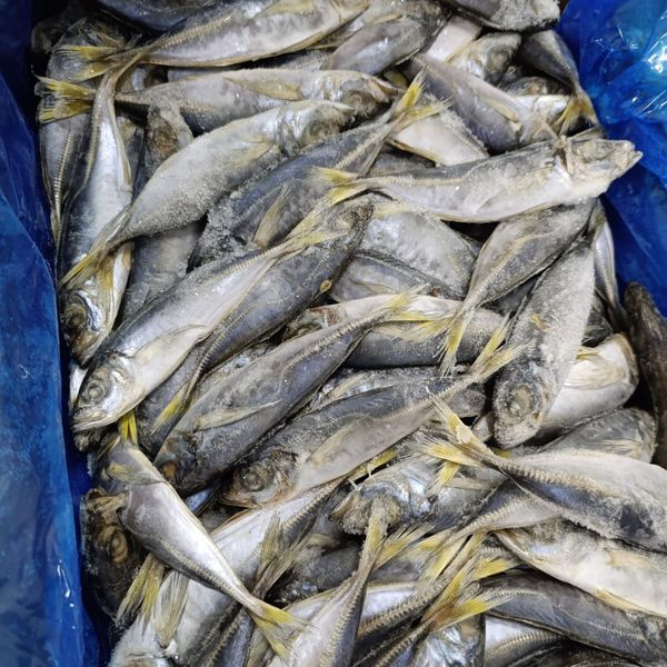 Frozen horse mackerel 16cm from Morocco supplied by RIO ATLANTIC FISH - Whole (=In The Round) Other Frozen Whole Fish
