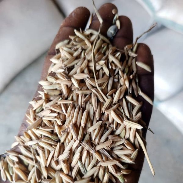 Rice from 나이지리아 supplied by A Mabai Agro ventures - 식품용 쌀