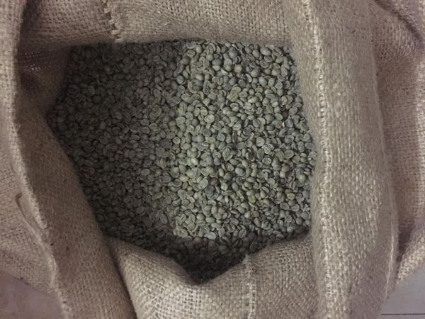Coffee Beans Mandhaeling from 인도네시아 supplied by PT BUMI MALANA PUTRA - 신선 생원두