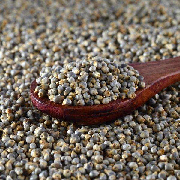 Pearl Millet from 인도 supplied by Liberty Exports - Indian Pearl Millet - Desi (=Desi Bajra) 밀레