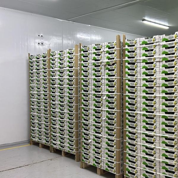 hass avocado from 케냐 supplied by Hartford Europa - Caliber 12 (306-365 g) 신선 아보카도