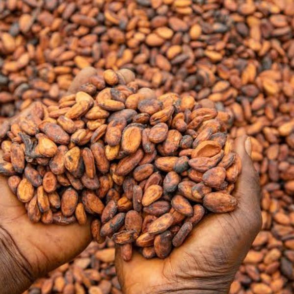 Raw cocoa bean from 나이지리아 supplied by Otec concept international Ltd - 원물 코코아콩