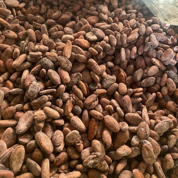 Forastero from Uganda supplied by JegeReis FZCO - Fresh (=Chilled) Cocoa Bean