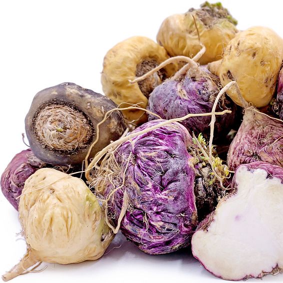 Maca from 페루 supplied by OrganicCrops - Raw 마카