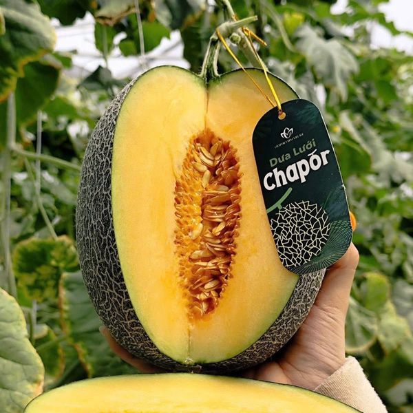 Melon (Cantaloupe) Vietnam - Angreen from 베트남 supplied by ANGREEN CORPORATION (Angreen Joint Stock Company) - Long Shelf Life 신선 멜론(머스크 멜론)