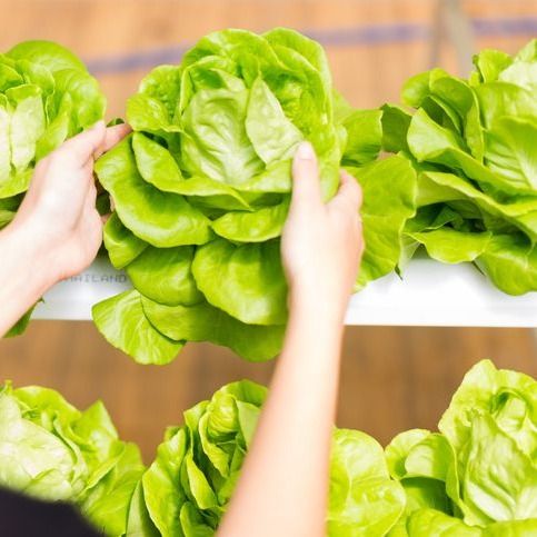Fresh lettuce from 캐나다 supplied by Verdant CEA - Salad Lettuce 신선 상추