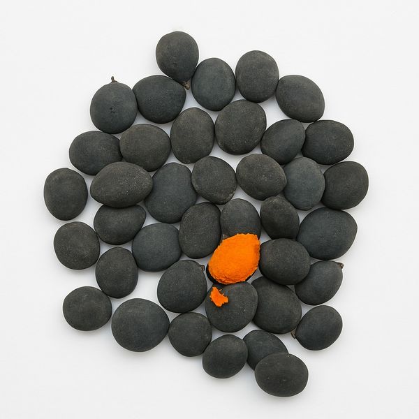 Dialium indium from 인도네시아 supplied by Derayah general trading l.l.c - 기타 말린 과일
