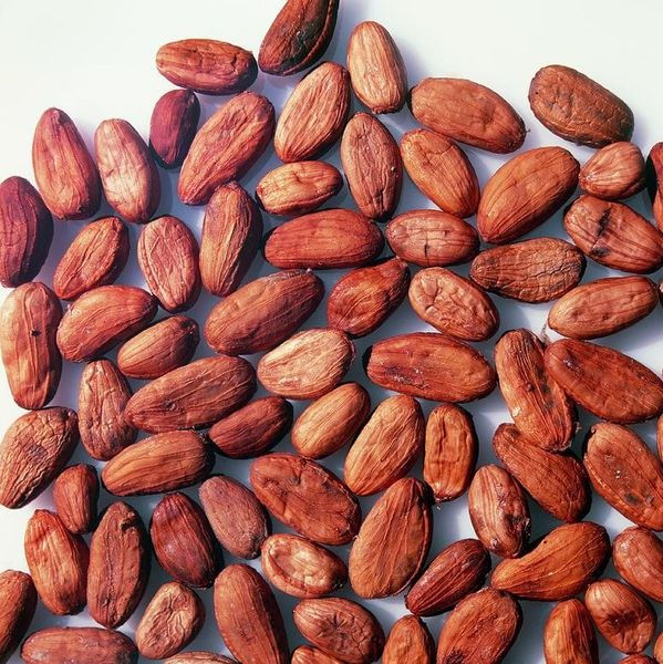Premium Dried Cocoa Beans from 코트디부아르 supplied by Bruckmann GmbH - 원물 코코아콩