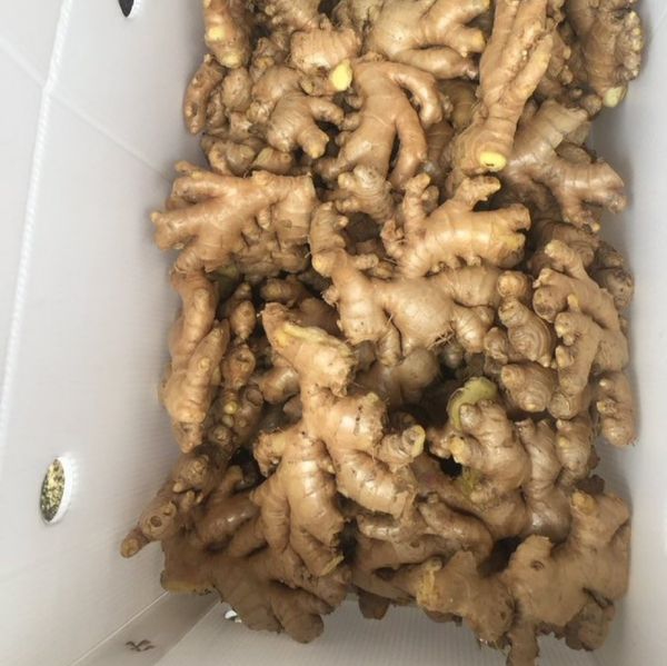 Fresh Ginger from Nigeria supplied by Altaaf Global Trading Limited - Size: 100 Whole Ginger