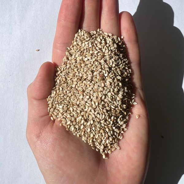 Sesame Seeds 99.50% from 파라과이 supplied by Paramex Trade SAPI de CV - 6% 참깨
