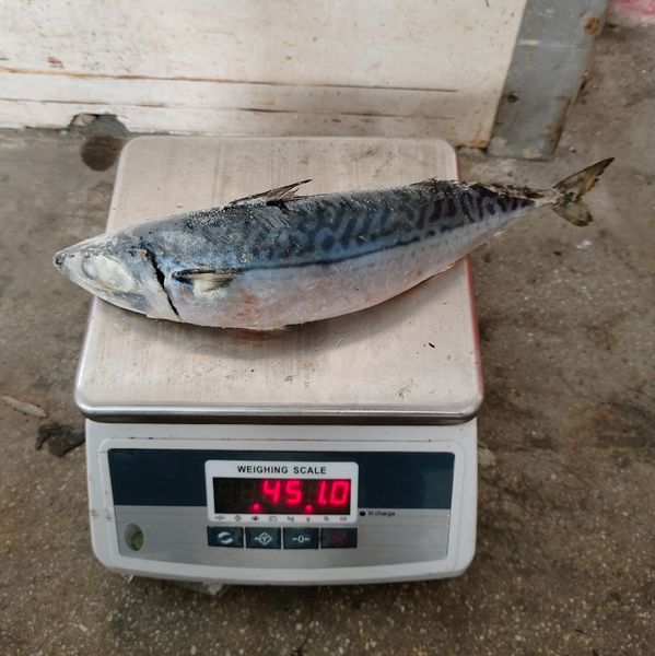 Frozen mackerel from 중국 supplied by 石狮正源水产科技开发有限公司 - PBI 냉동 고등어