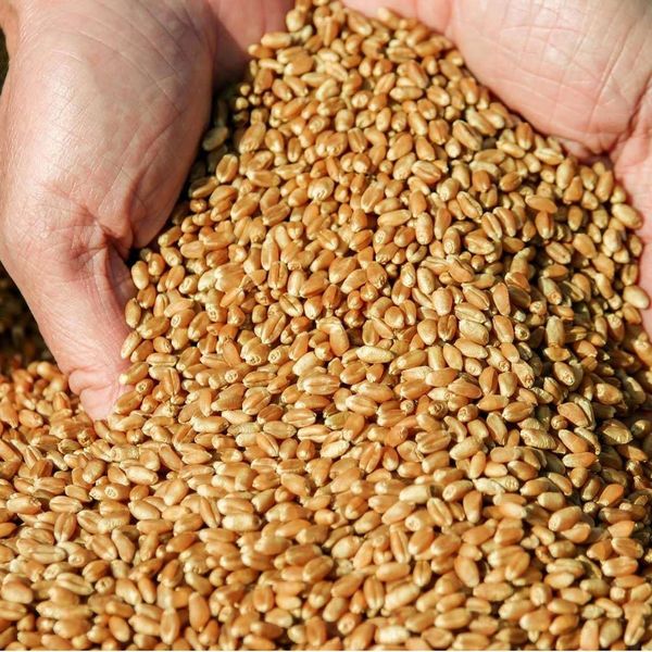 Wheat from 러시아 supplied by AVRORA LLC - 소맥
