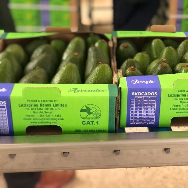 Hass and Fuerte avocado from 케냐 supplied by Enzispring Kenya Limited - 초이스 신선 아보카도