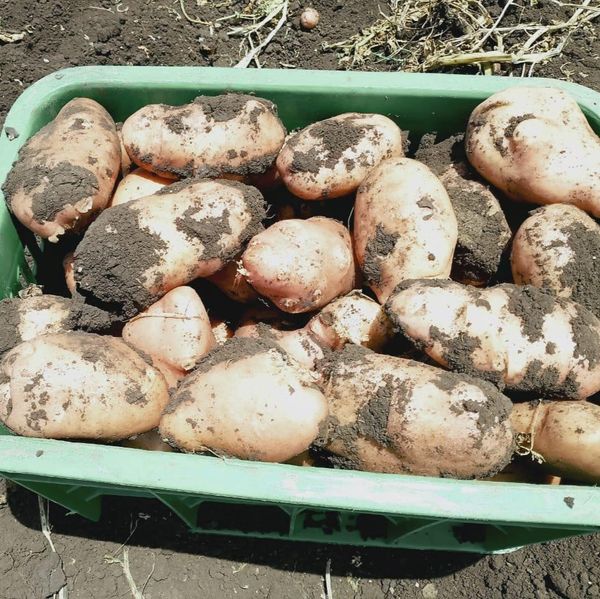 Spunta and Desiree potatoes from 모로코 supplied by ventara trade sarl au - Frozen 냉동 감자