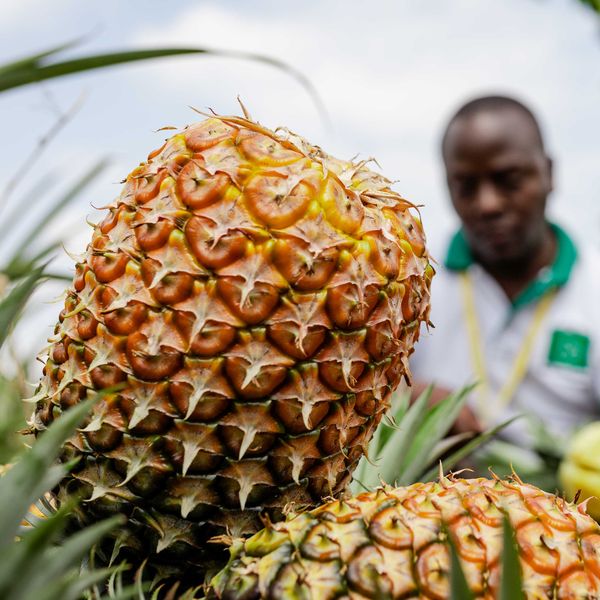Pineapple from Uganda supplied by AGRISHARE - Size: <8 (=Less than 8) Fresh Pineapple