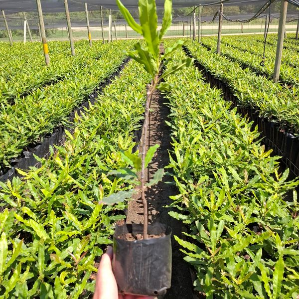 Field Ready Macadamia Tree from 남아프리카공화국 supplied by Du Roi - Non-GMO 생 마카다미아