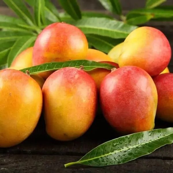 Fresh Baby Sugar Mango from 콜롬비아 supplied by FoodsMas - 크기: 18-20 신선 망고