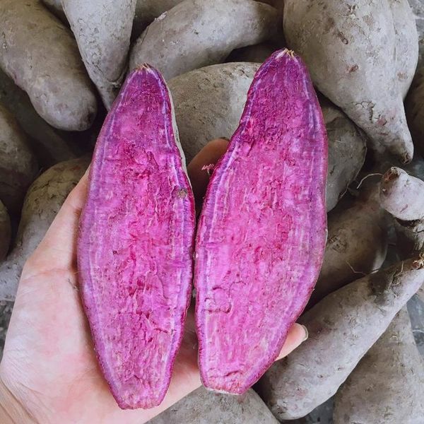 Purple Sweet Potato from Vietnam supplied by NAM VAN LONG CO.,LTD. HCM CITY, VIET NAM - Grade: A-B Sweet Potato
