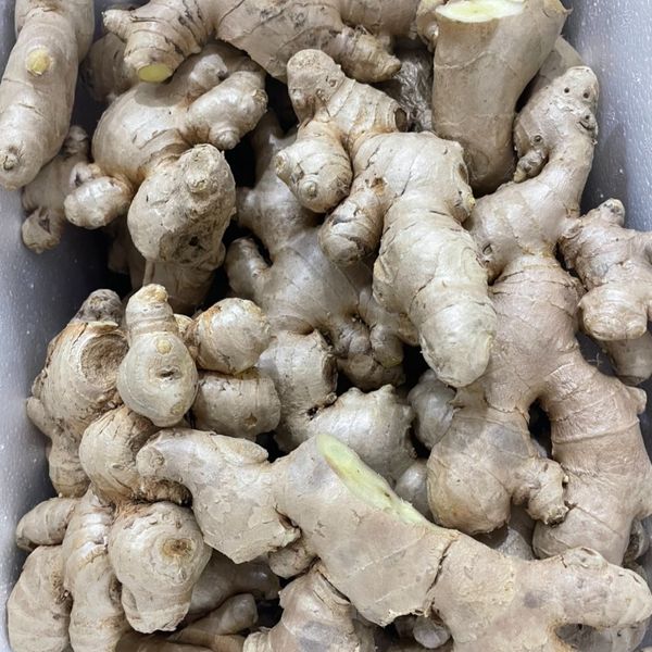 Ginger from Vietnam supplied by Mai Anh Group Import Export JSC - Raw Whole Ginger